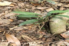 Peliosanthes teta